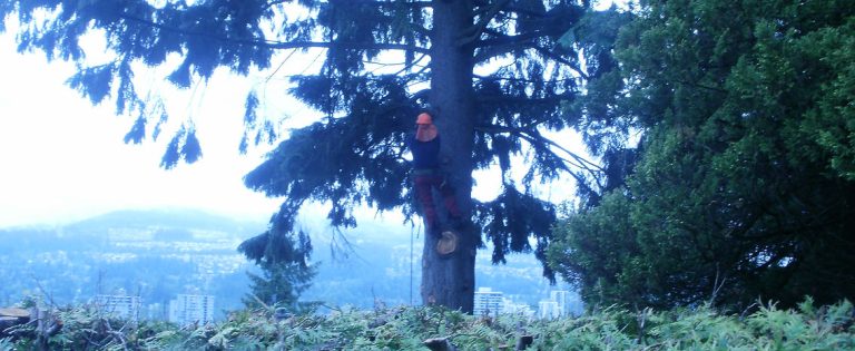 2de467 fb2ff26f7e5c7065d9e4eef0b71c3295 768x315