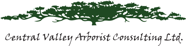 CVA Logo 2023 768x190