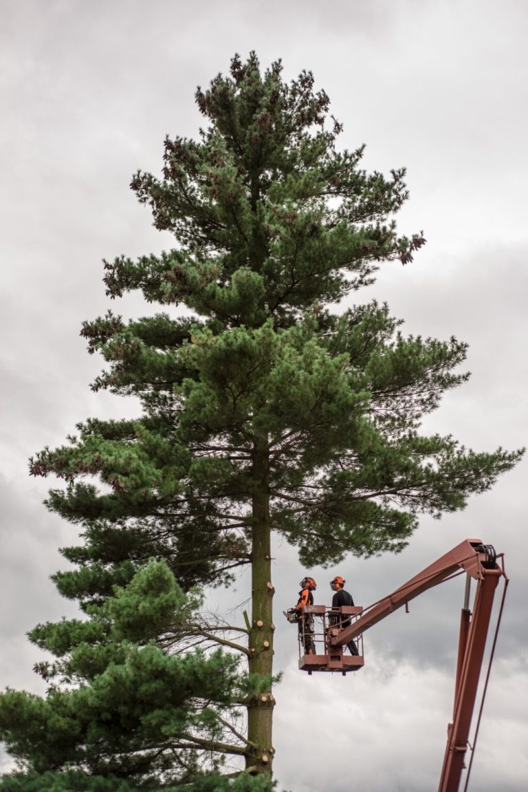 arborist men with chainsaw and lifting platform cutting a tree 1025x1536 1 768x1151