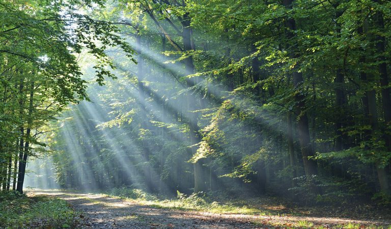 dfe705d7a08446ba86261aa099eeee5c 768x451