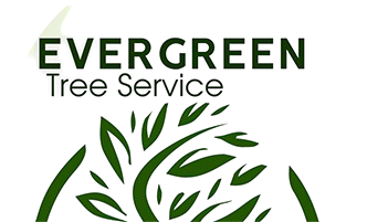 evergreentreelogonew  1  removebg preview