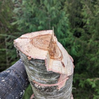 Koa Tree Services