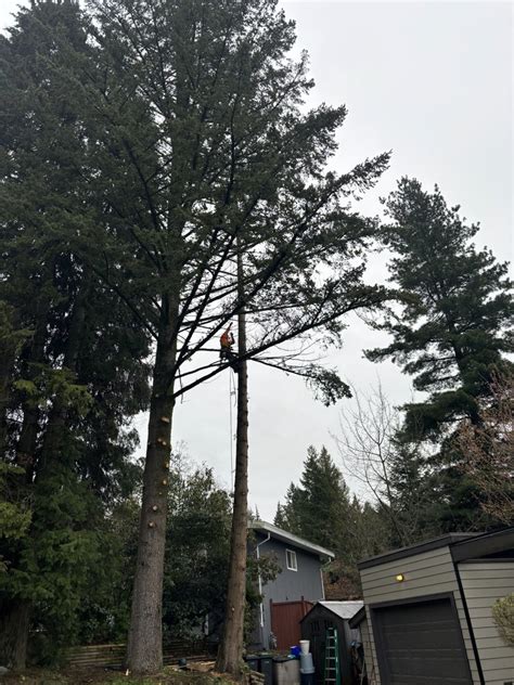 M McConkey Arborist Services Ltd