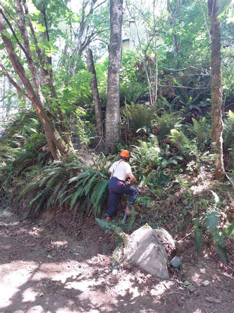 Agassiz Hedge & Tree Service