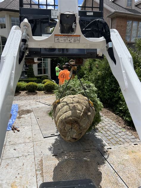 Borer’s Falls Tree Service