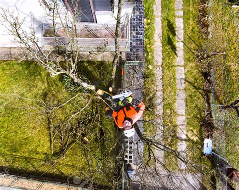Pro Tree Service