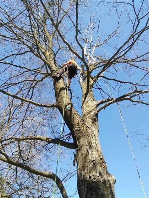 Patton Tree Service