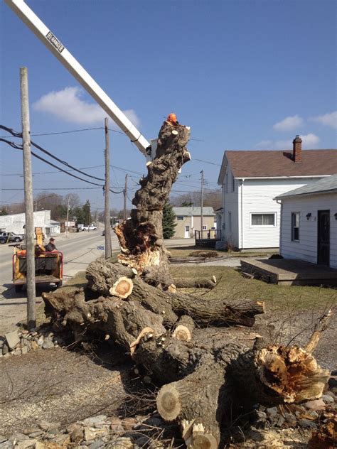 Zap’s Tree Service