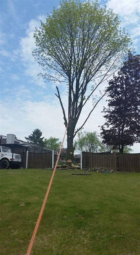 Branches Tree Service