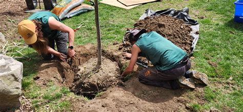 Green Canopy Tree Services