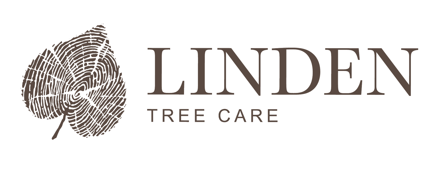 Linden Tree Care