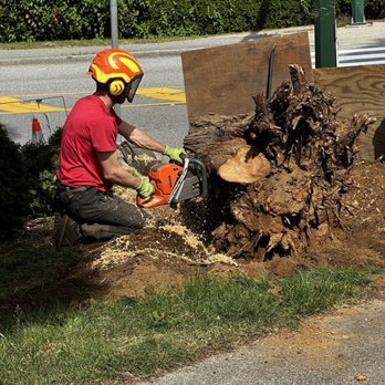 Treesense Care
