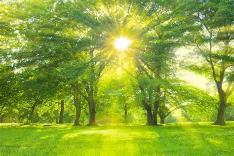 Kodiak Tree Services