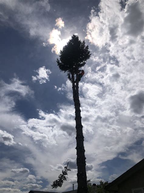 Alberta Tree Masters Inc