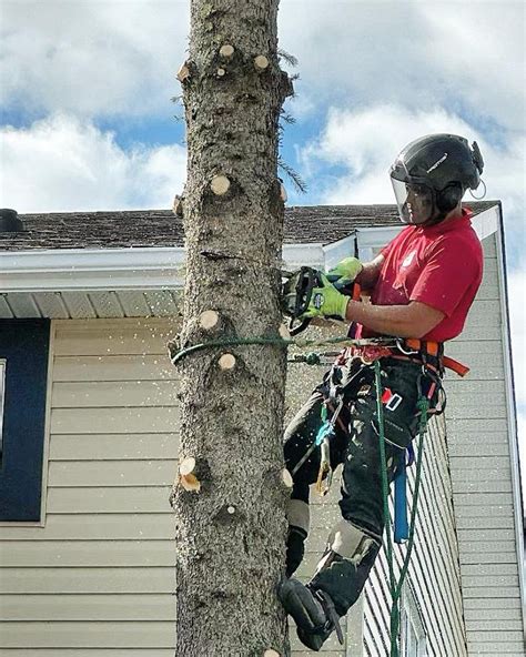 Jolly Loggers Tree Service