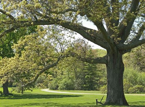 NB Tree Service Ltd