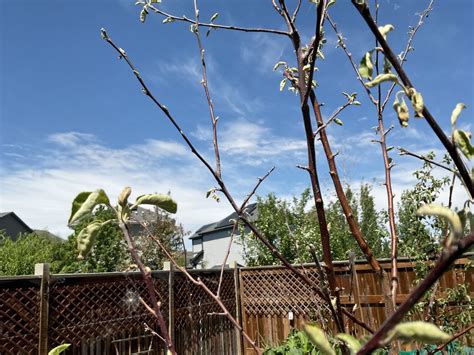 PRUNE IT UP TREE SERVICE