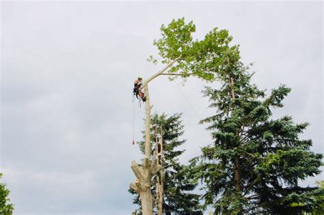 Symmetree Arborist Services Inc.