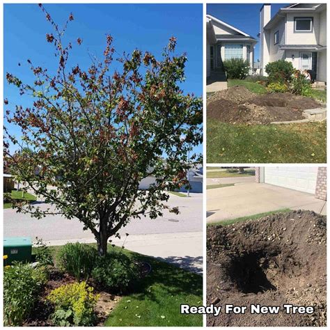 Titan Tree Services Calgary