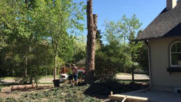 Tree Hugger Arborist Services