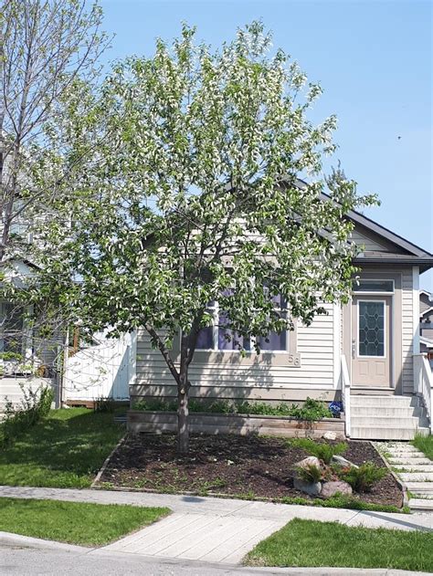 Turning Leaf Tree Service – Calgary Arborists