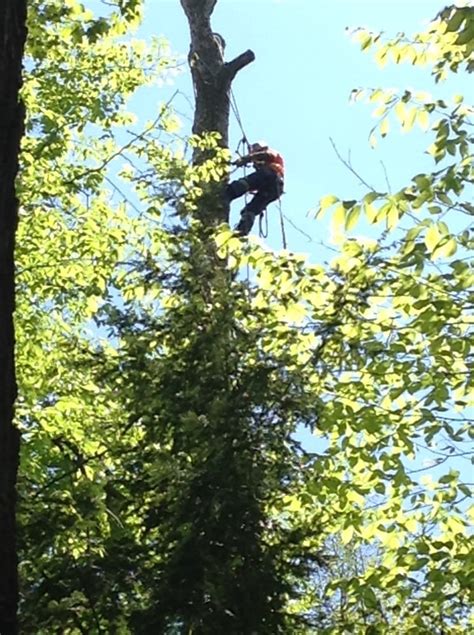 Tree Climbers