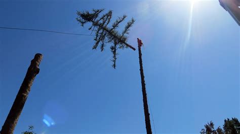 Kodiak Tree Service