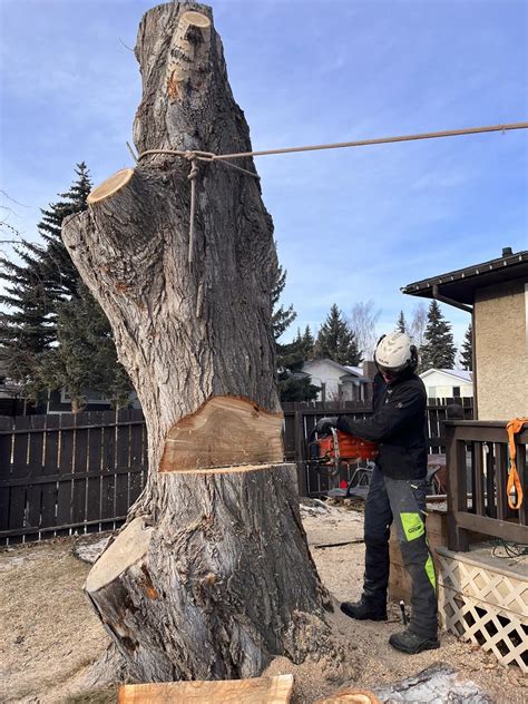 Mountain View Tree Care Inc.