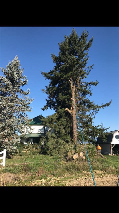 Joe Skillen Tree Services Ltd.