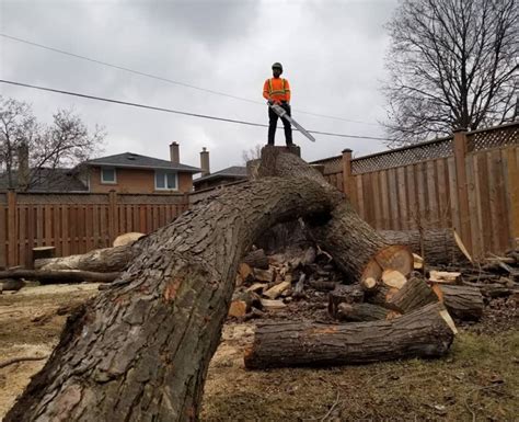 Branch Manager Tree Care