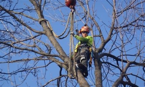 Sugar Bush Tree Service