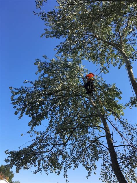Above & Beyond Tree Service