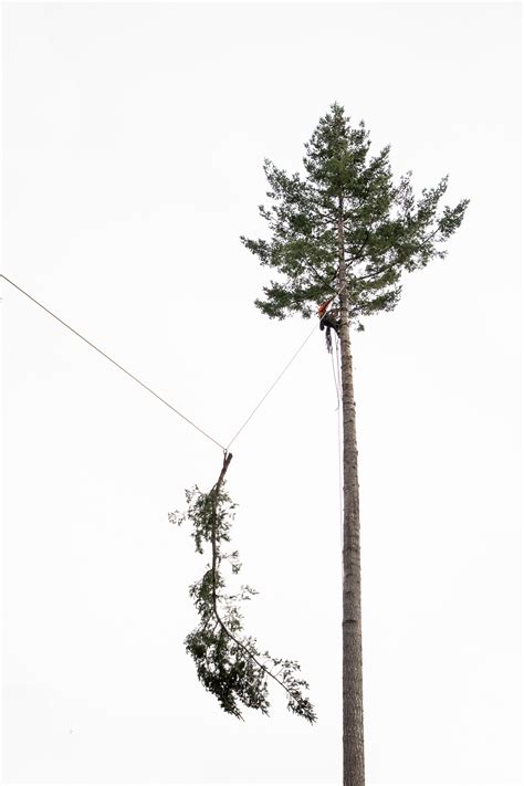 Strathcona Tree Care