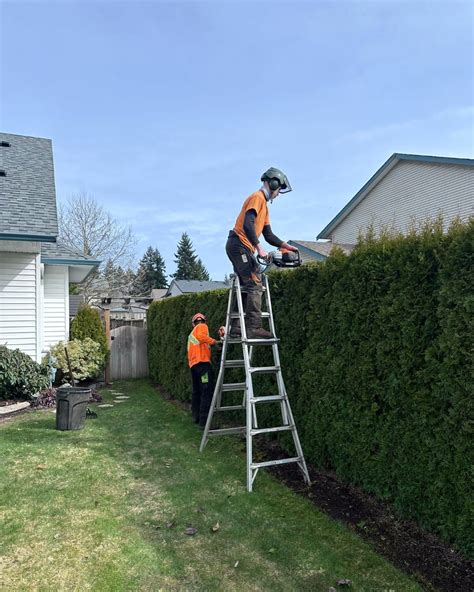 The Orange Tree Service