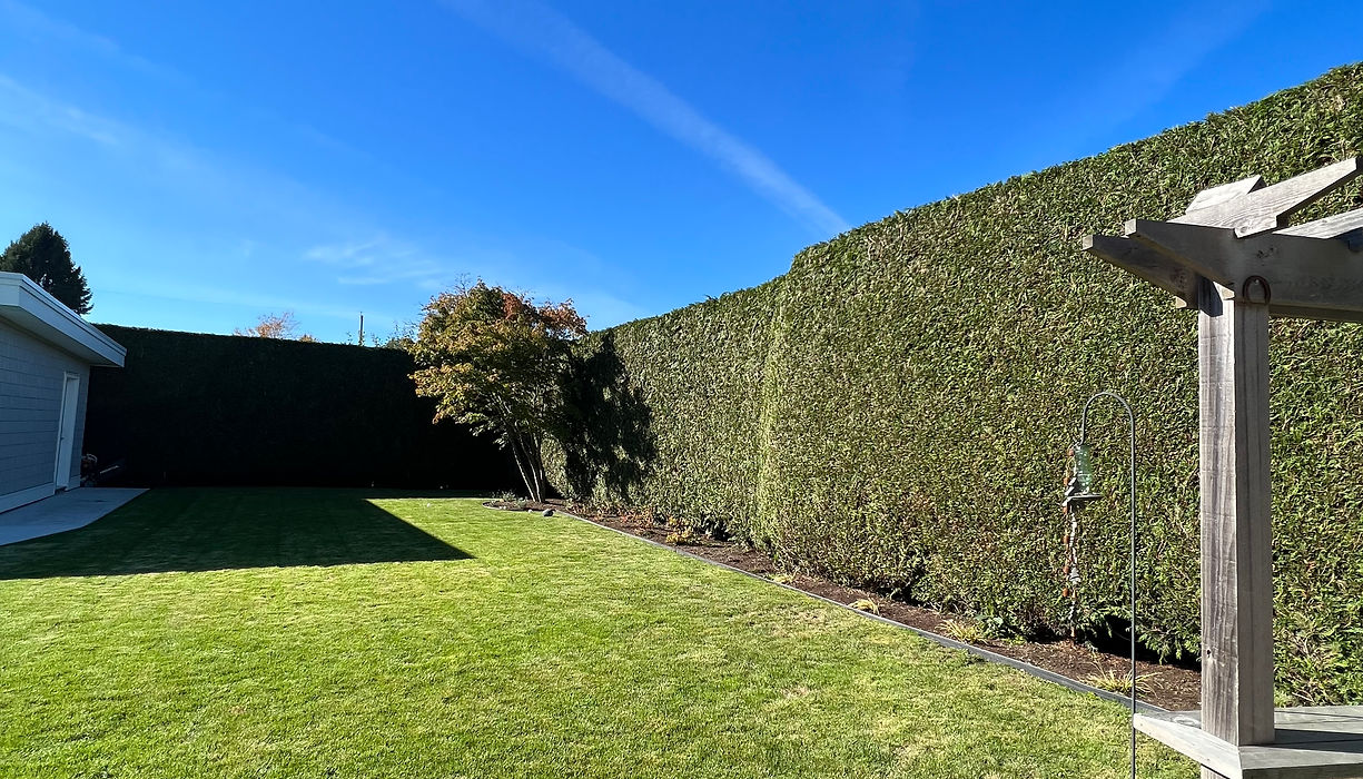 Notch Above Tree Care