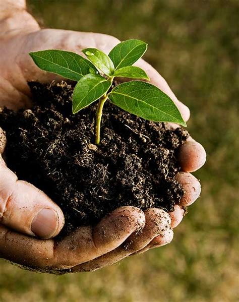Alliance Tree Care Inc.