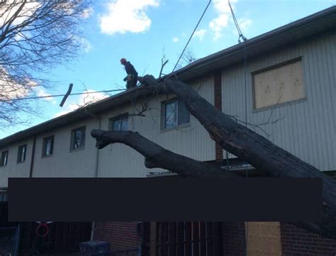All Seasons Tree Service