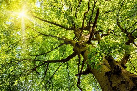 Affordable Tree Care