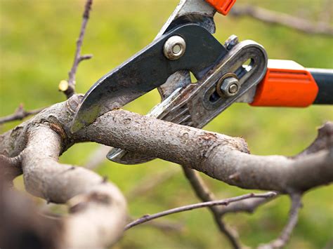 All Season Tree Service