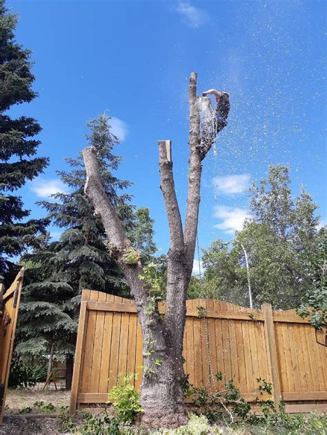 David the Tree Guy
