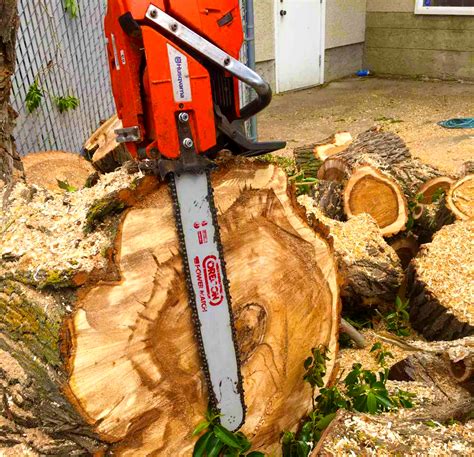 Gerry’s Cheapest Tree Removal