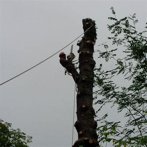 Just Trees Canada-Your Mature Tree Care Specialists and Tree Removal Experts