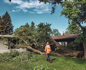 Neighbours Tree Company Ltd