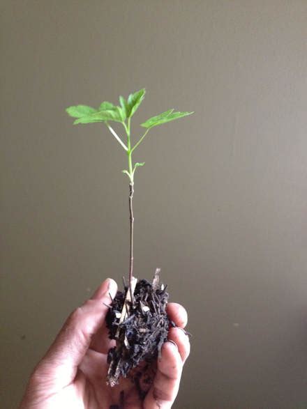 Zenith Tree Services Ltd.