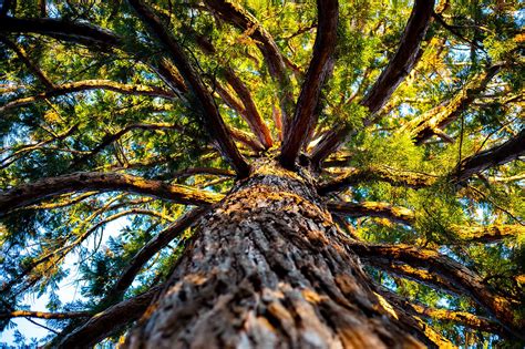 Cypress Tree Care