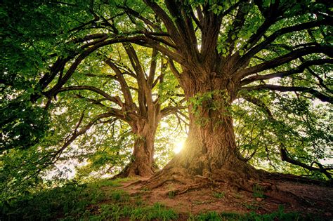 Plowright Tree Services