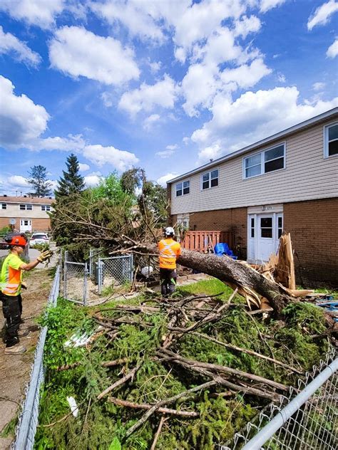 VS Tree Services