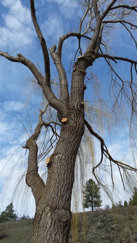 Skywalker Tree and Irrigation Specialists