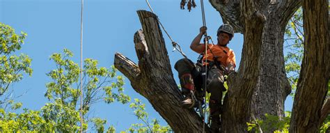 Greely Tree Services