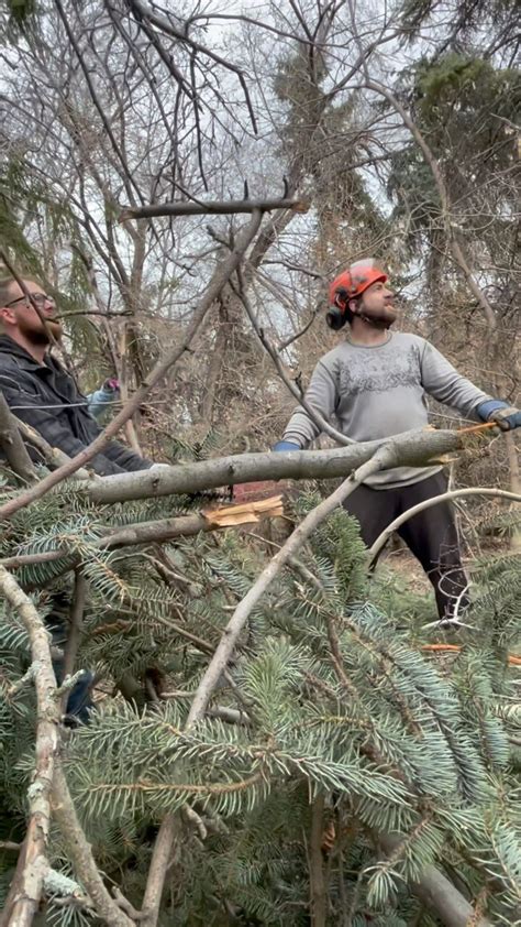 Byrne Tree Removal